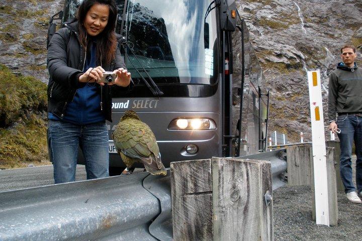 Luxus Milford Sound Coach und Panoramafahrt