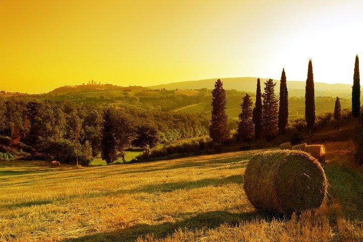 Private Chianti e SuperTuscan Tour 2 vinícolas com almoço leve de Livorno