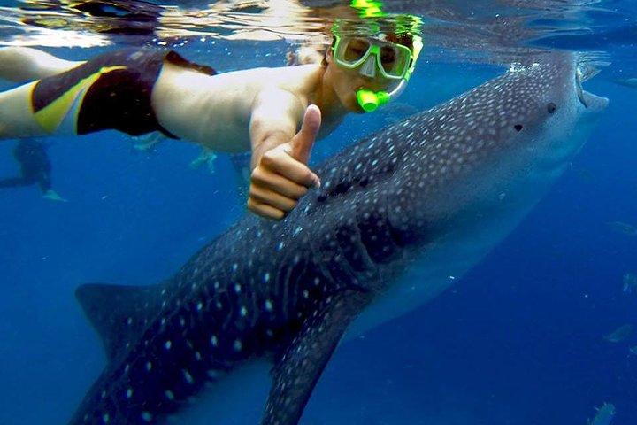 オスロブクジラのサメの水泳とキャニオニアの冒険、カワサン滝日帰りツアー