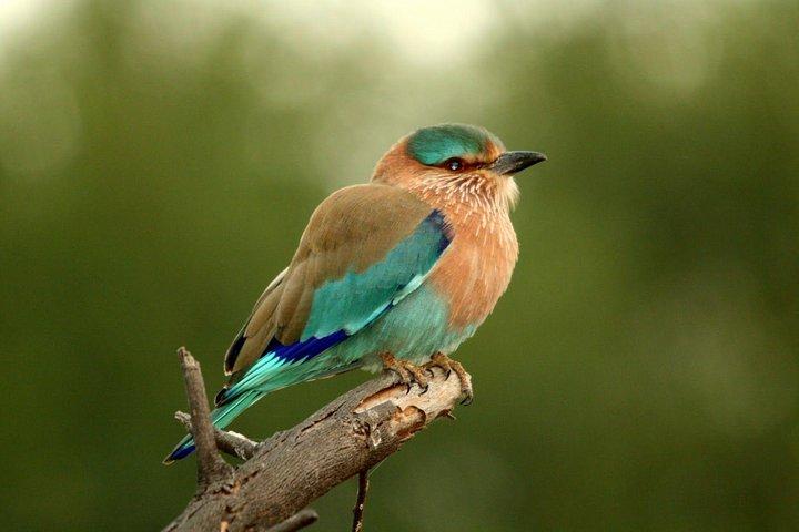 Tour guidato del Parco Nazionale Keoladeo Bird a Bharatpur da Jaipur
