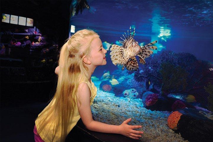 SEA LIFE Aquarium サンアントニオ入場券