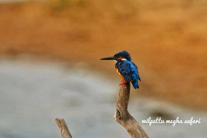 Wilpattu-Safaritour ab Negombo