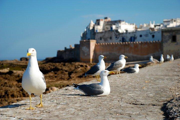 Privat heldagstur till Essaouira från Marrakech