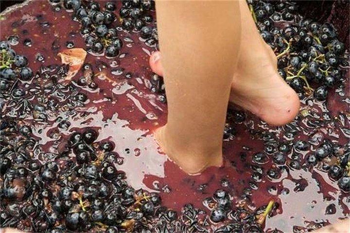 Stomping de uva en la Provenza
