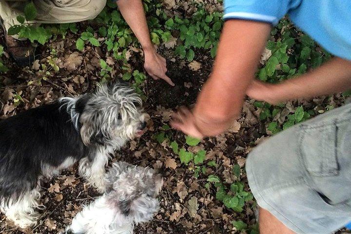 Caça de Trufas em Provença