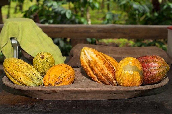 Chocolate Tour & Arenal Hot Springs. Visite privée