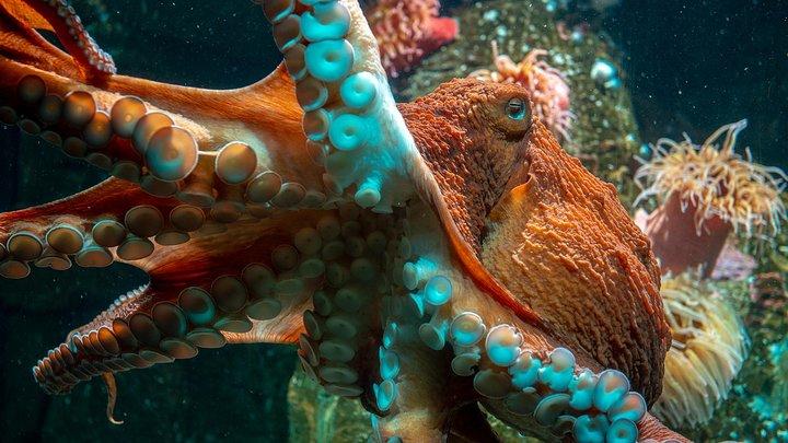 Vancouver Aquarium Eintrittskarte