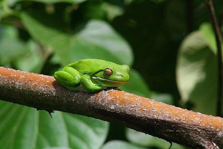 1-stündige Daintree River Wildlife Cruise