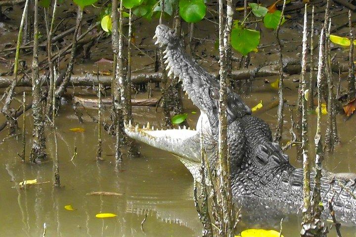 1-times Daintree River-dyrelivskrydstogt