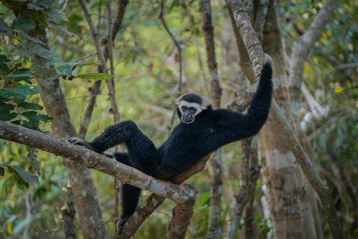 シェムリアップ、アンコール・ワット・パークのジップライン・アドベンチャー・ツアー