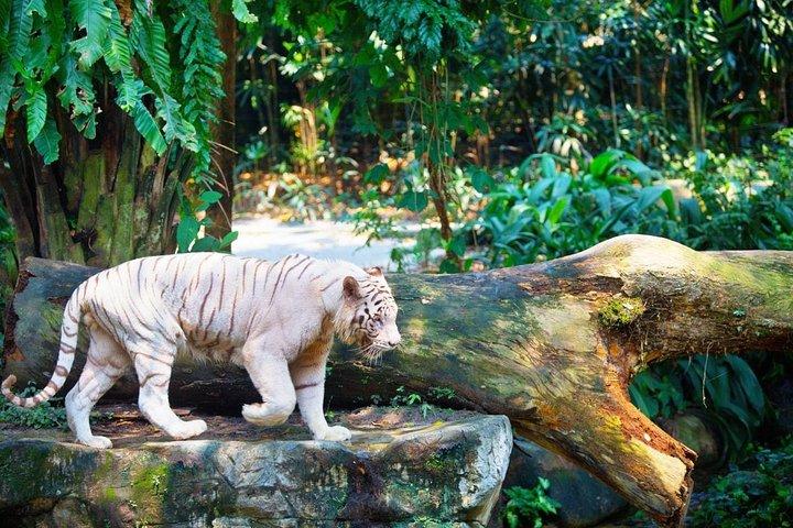 Singapore Bird Paradise & Zoo ganztägig (Ticket & Transfer)