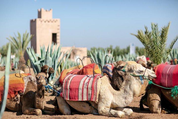 Marrakech Camel Ride Erfahrung mit Pick-up