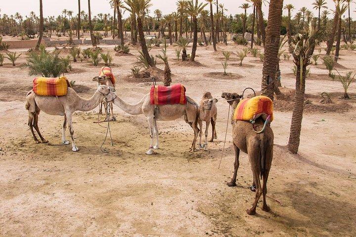 Marrakech Camel Ride Erfahrung mit Pick-up
