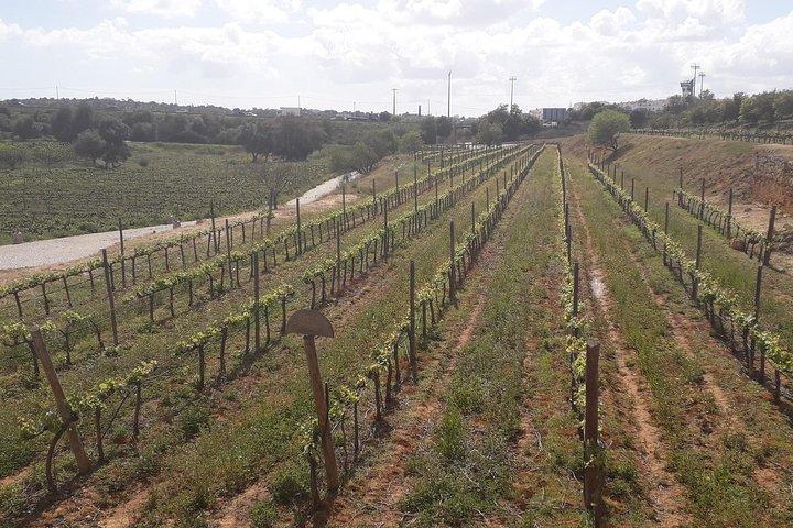 Disfrute del tour privado en furgoneta The Algarvian Wine Taste & Coast Line