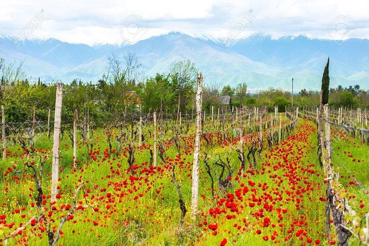 Viagem de um dia às Garedja Caves, Sighnaghi Visit Com degustação de vinhos orgânicos e almoço