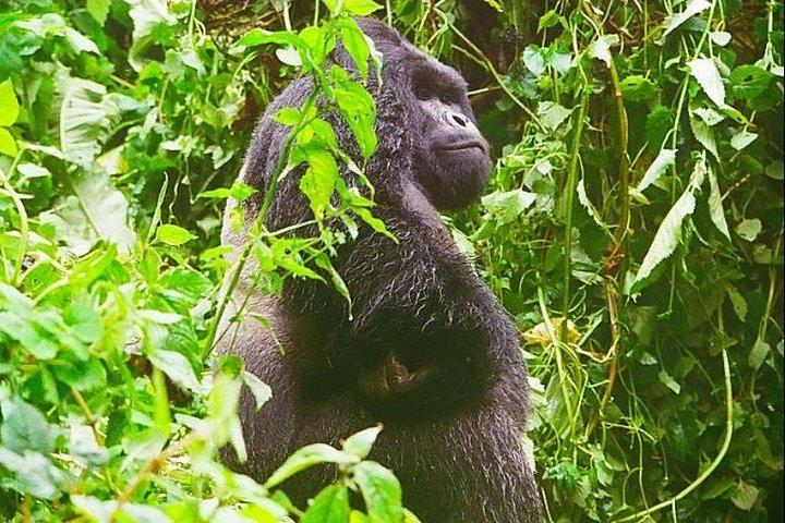 4 giorni di trekking nel golfo orientale della pianura del Congo e esplorazione delle cascate di Tshibati