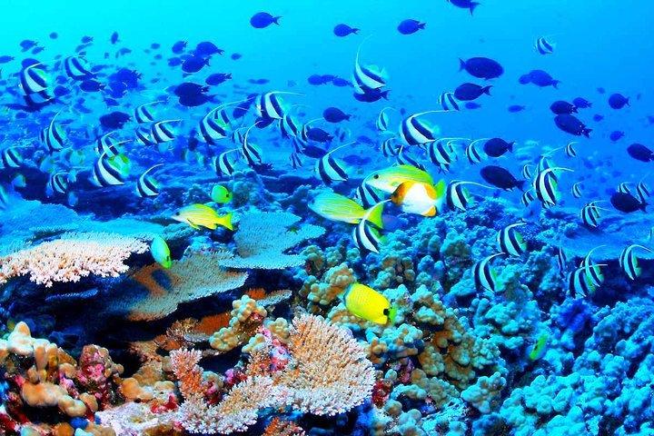 Katamaran Segel- und Schnorcheltour mit Open Bar in Puerto Morelos