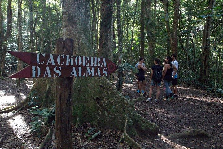 Tijuca Forest Hiking Tour including Waterfalls