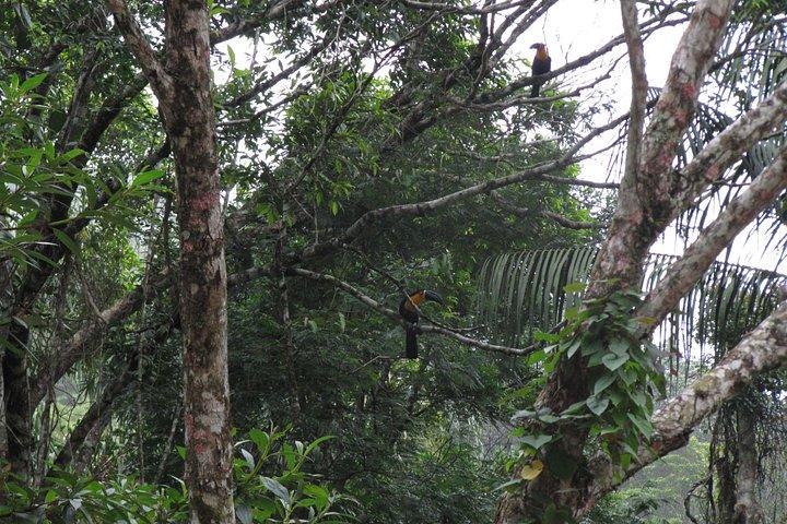 Tijuca Forest Hiking Tour including Waterfalls
