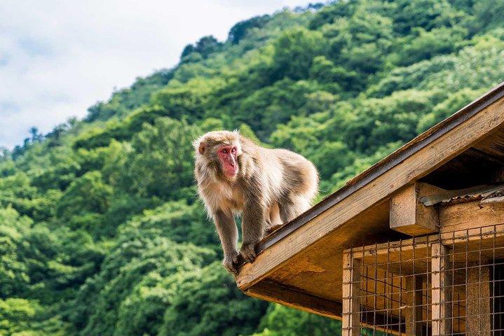 Pomeriggio Kyoto Bike Tour : foresta di bambù, scimmie e luoghi nascosti
