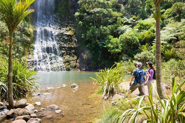 Private Auckland West Coast & Rainforest Tagestour.
