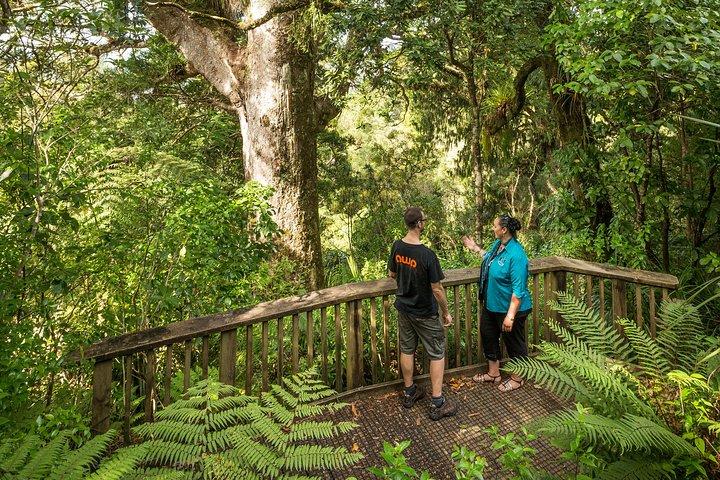 Privat Auckland West Coast & Rainforest Day Tour.