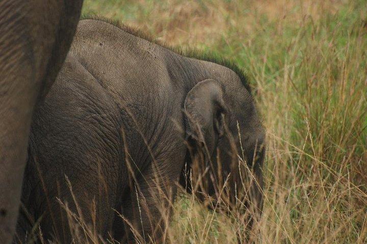 Udawalawe Safari mit Elefant Transithaus