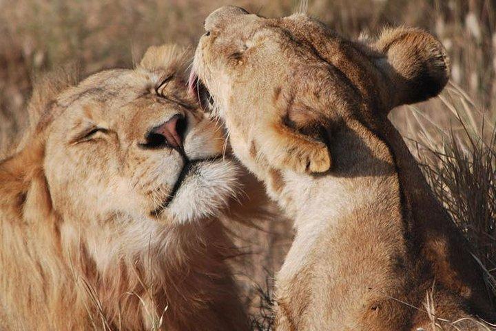 Big Five Safari en Tanzanie