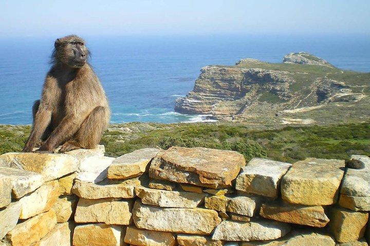 Visite d'une journée à Cape Point avec les pingouins de Boulder