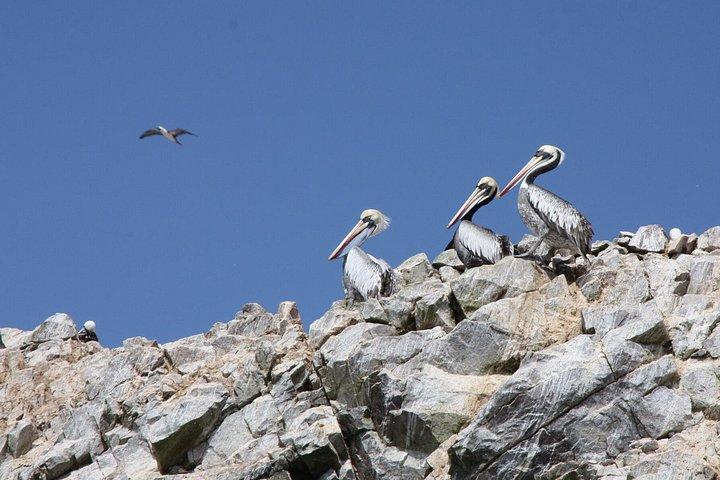 リマ : バリェスタス諸島、パラカス保護区＆ナスカラインツアー