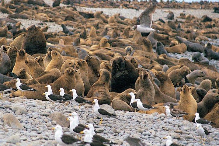 リマ : バリェスタス諸島、パラカス保護区＆ナスカラインツアー