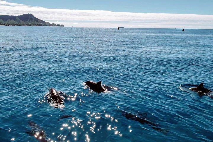 Privat snorkling og dyreliv på eventyrbåden