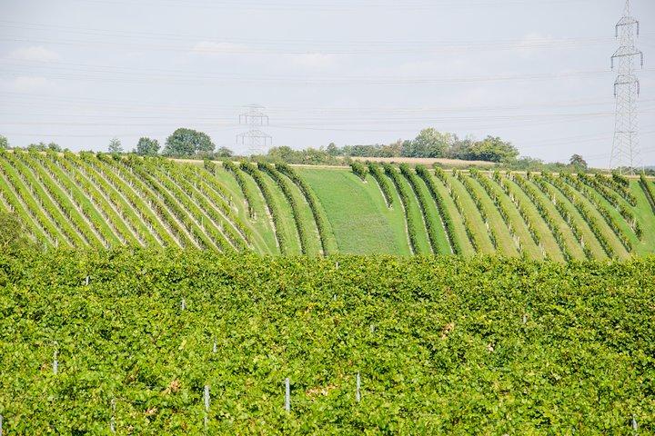 Tour del vino di mezza giornata vicino a Vienna con pasto e trasferimento