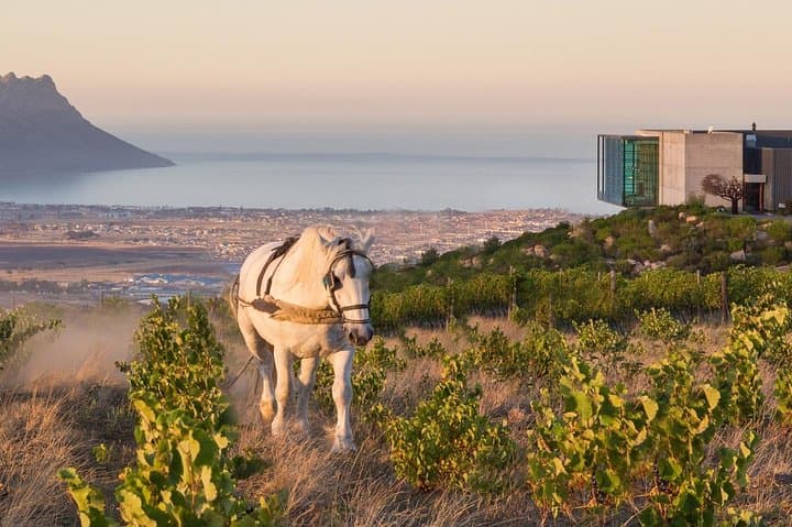 Helderberg Valley Winelands Day Tour with Private Transfer
