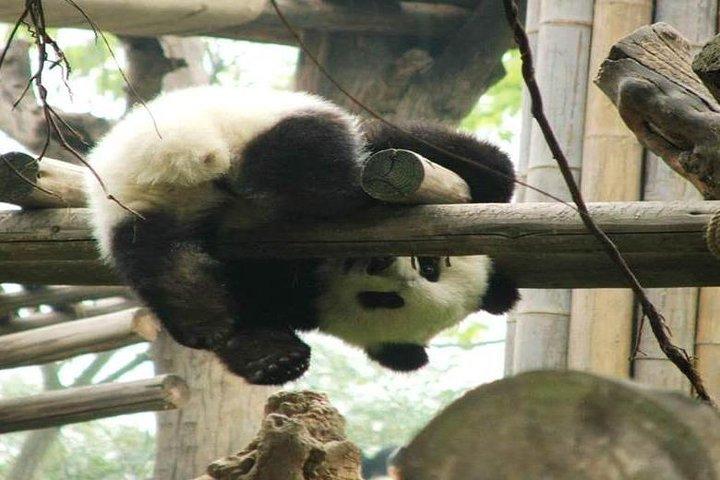 Excursão de 3 dias a Chengdu no Panda Dujiangyan, Buda Leshan e Sichuan Cooking Class