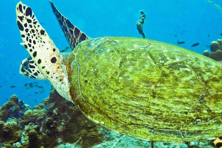 サムイ島発スピードボートでのシュノーケリングツアータオ島＆ナンユアン島