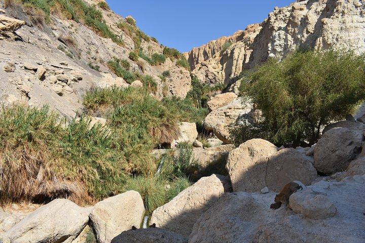 Masada, Ein Gedi & Dode Zee Tour vanuit Tel Aviv