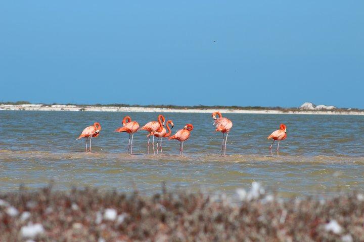 Privado Rio Lagartos Flamingo e lagos cor de rosa