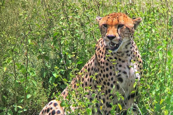 Safari privado de 6 días en Aberdares, lago Nakuru y Masai Mara Wildlife