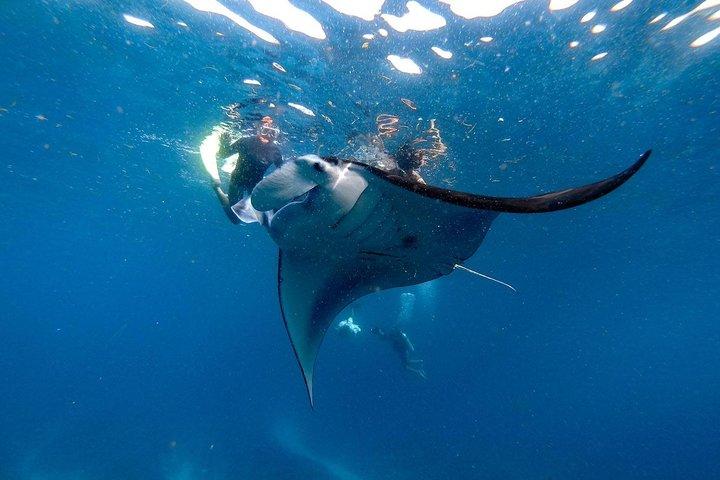 Nusa Penida Snorkeling Adventure (Private & All-Inclusive)