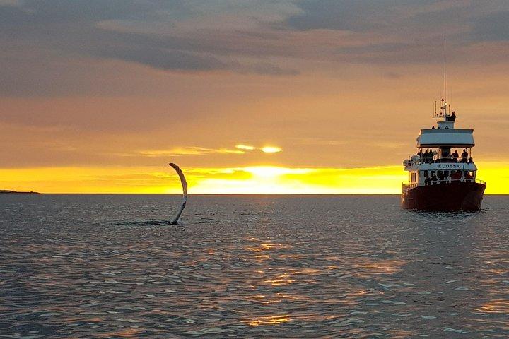 Magische walvissen in de middernachtzon | vanuit Reykjavik