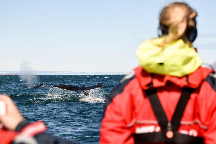 Akureyri Express Walbeobachtung mit dem RIB Boot