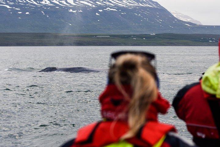Akureyri Express Walbeobachtung mit dem RIB Boot