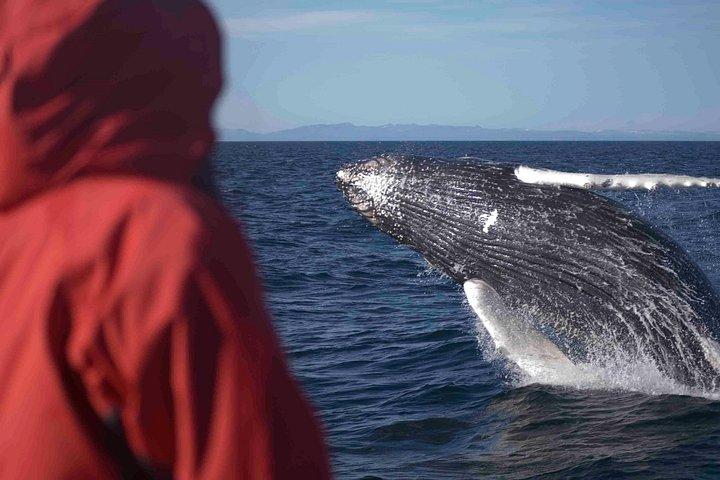 Das Original Classic Whale Watching aus Reykjavik
