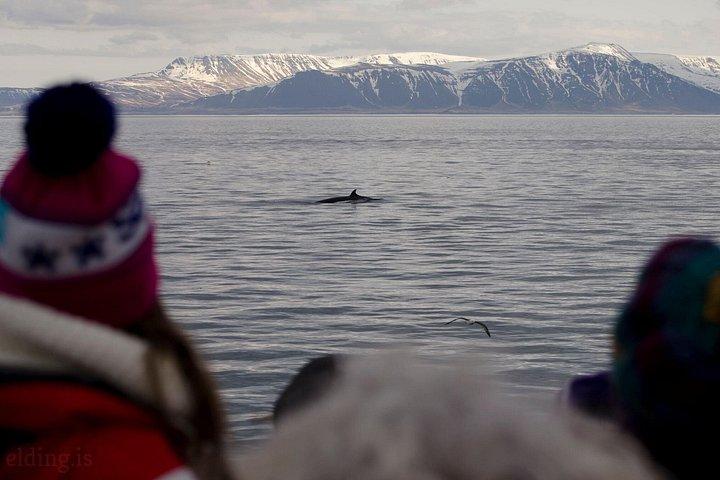 Das Original Classic Whale Watching aus Reykjavik