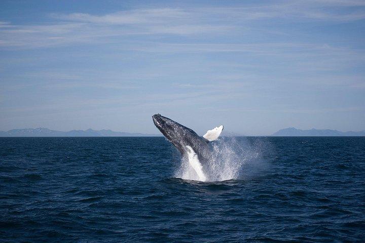 Das Original Classic Whale Watching aus Reykjavik