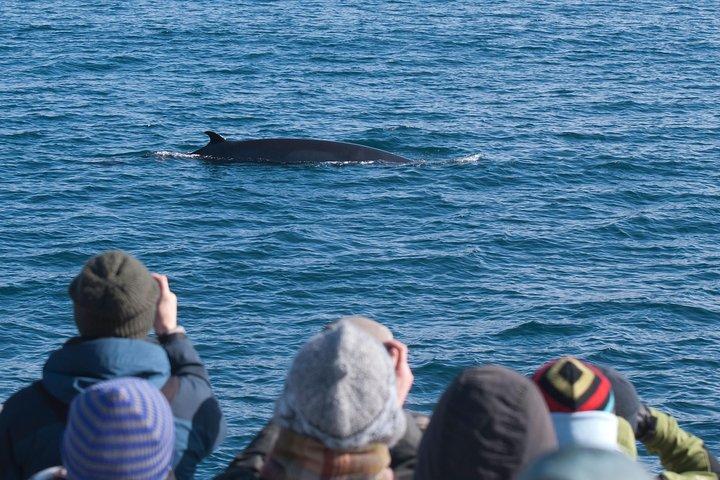 Das Original Classic Whale Watching aus Reykjavik