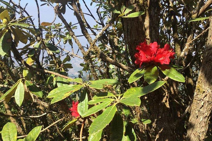 チェンマイ発のKew Mae Pan Trailのインタノン小グループ