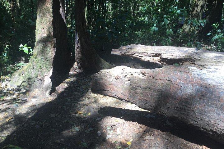 チェンマイ発のKew Mae Pan Trailのインタノン小グループ