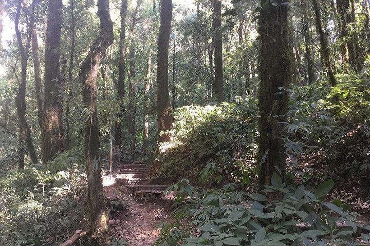 チェンマイ発のKew Mae Pan Trailのインタノン小グループ